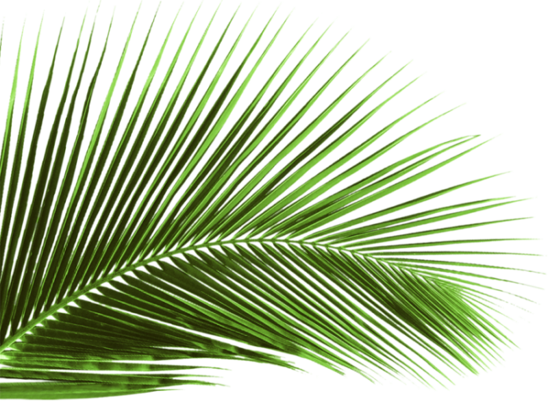 palm-leaf-transparent