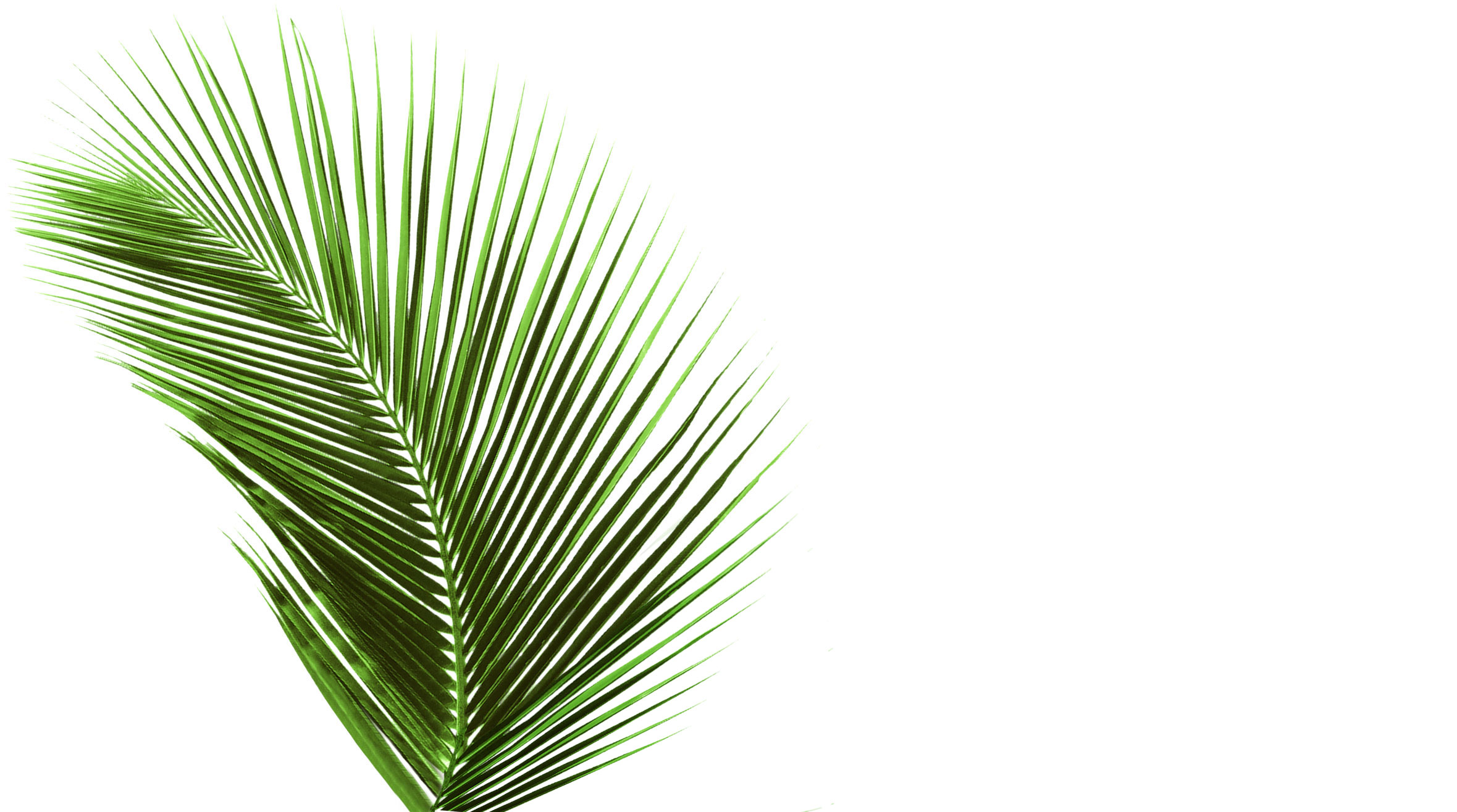 palm-leaf-vertical-1